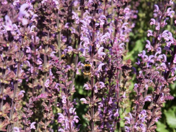 Purple plants, with bees