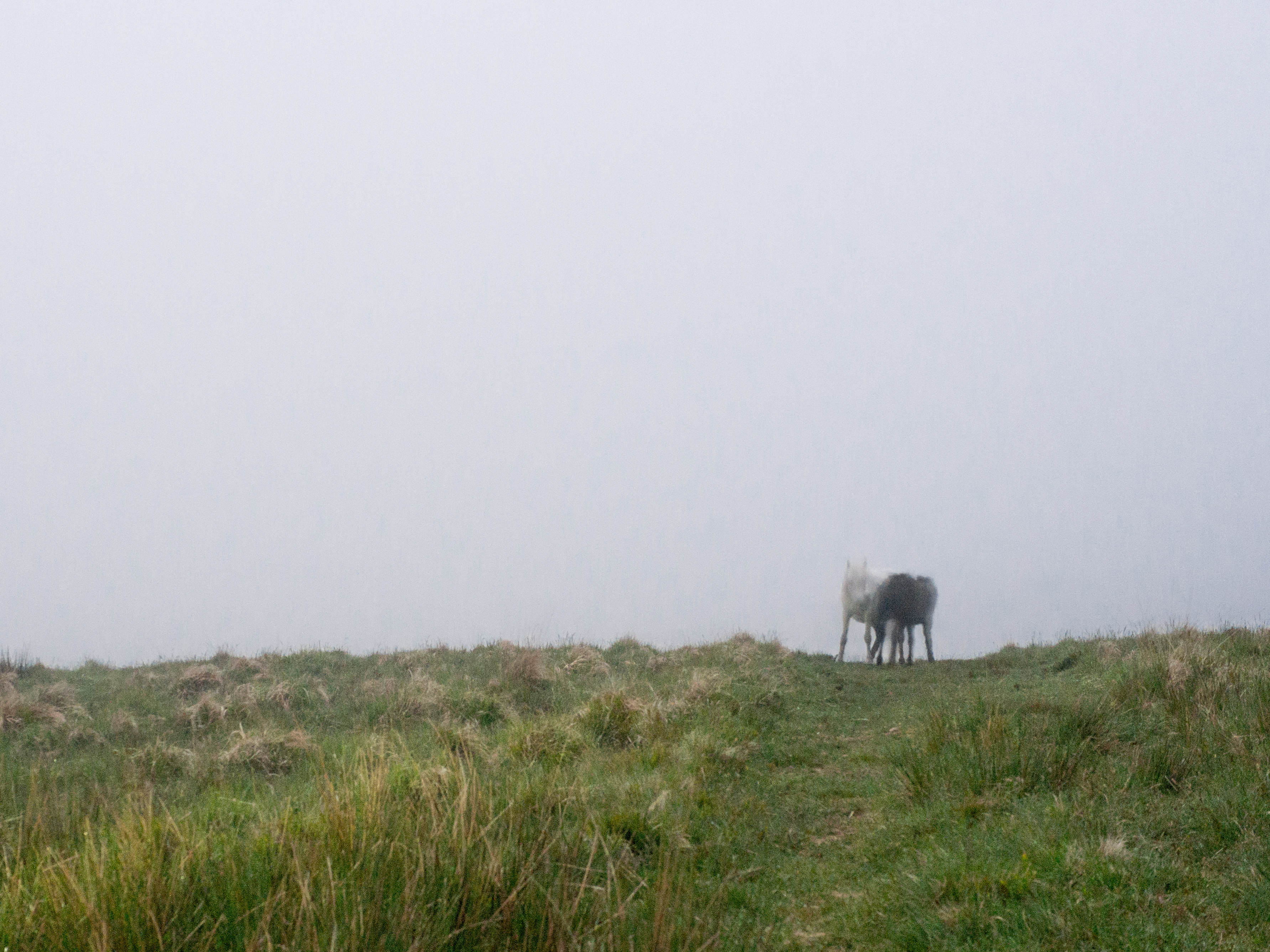The Dartmoor Ponies